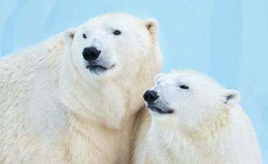 Fototapeta na wymiar polar bear on the ice