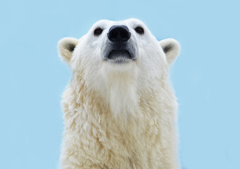 close up of a polar bear
