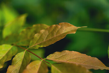 leaf on a tree