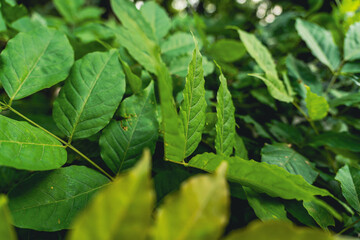 green leaves in the garden