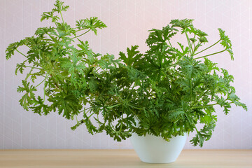 Large, lush green Citronella Geranium (Scent Geranium, Pelargonium) plant in a white pot, indoor...