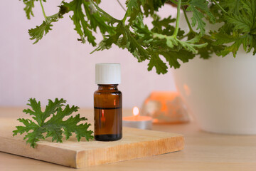 Essential oil in a brown bottle accompanied by Citronella Geranium (Scent Geranium, Pelargonium) plant in a white pot. Copy space.