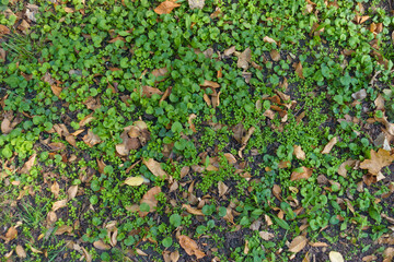 Green Glechoma hederacea covered with dry fallen leaves in October