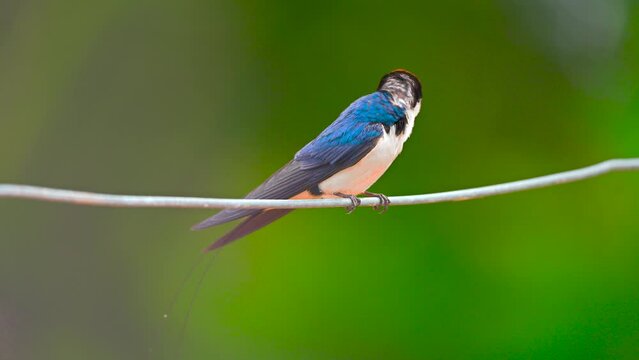 Wire Tailed Swallow Barn Swallow Setting On Wire With Beautiful Background Blurr