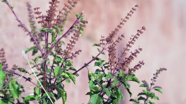 Tulsi or Holy basil tree in garden outdoor on sunny day black background. Tulsi is used in ayurvedic medicine.