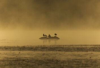 The seagulls are waiting for the sun to break through