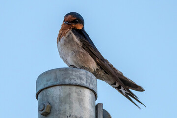 Welcome Swallow