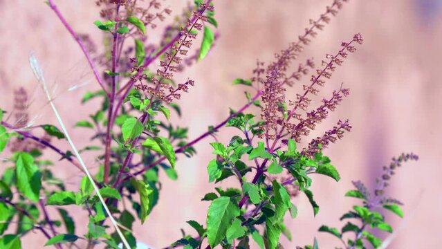 Tulsi or Holy basil tree in garden outdoor on sunny day black background. Tulsi is used in ayurvedic medicine.