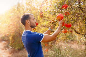 Turkish farmer harvests ripe pomegranates at fruit plantation in garden with sunlight