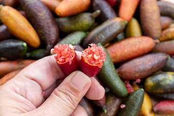 Finger lime or caviar lime of Australian cut in half, it is edible fruits used for cooking gourmet cuisine. Woman hand holding fresh Citrus australasica. - obrazy, fototapety, plakaty