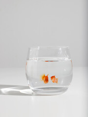 a goldfish in a fish tank