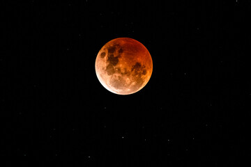 Obraz na płótnie Canvas Beaver Blood Moon Eclipse
