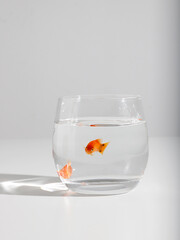 a goldfish in a fish tank