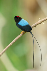 Long-tailed manakin (Chiroxiphia linearis) is a species of bird in the family Pipridae native to Central America where it inhabits both wet and dry tropical and subtropical forests.