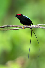 Long-tailed manakin (Chiroxiphia linearis) is a species of bird in the family Pipridae native to Central America where it inhabits both wet and dry tropical and subtropical forests.
