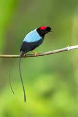 Long-tailed manakin (Chiroxiphia linearis) is a species of bird in the family Pipridae native to...