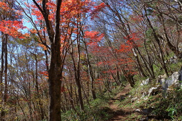 天狗高原　自然休養林　紅葉　（四国カルスト）