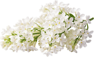 Branch of white lilac flowers isolated. Lilac branch.