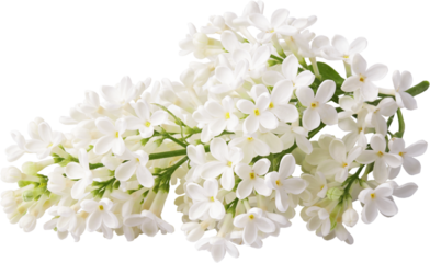Branch of white lilac flowers isolated. Lilac branch.