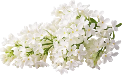 Wandcirkels aluminium Branch of white lilac flowers isolated. Lilac branch. © Tatyana Sidyukova