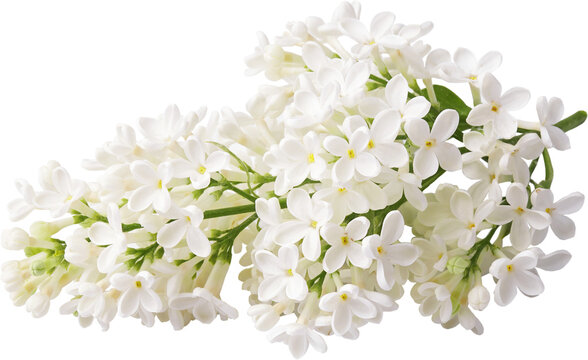 Fototapeta Branch of white lilac flowers isolated. Lilac branch.