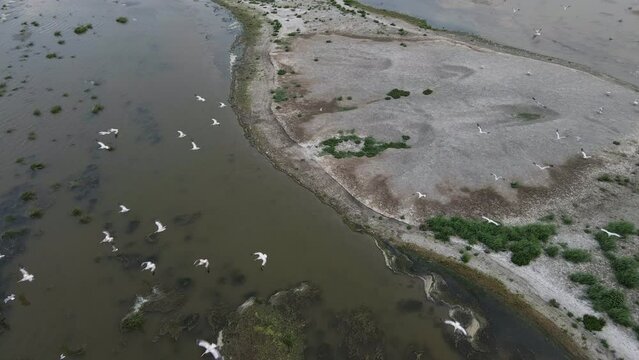 a flock of pelicans flies over the beach, view from a drone