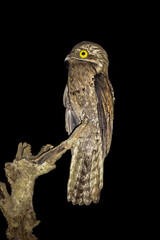Common potoo, or poor-me-ones (Nyctibius griseus), or urutau is one of seven species of bird within the genus Nyctibius. It is notable for its large, yellow eyes and comically wide mouth.