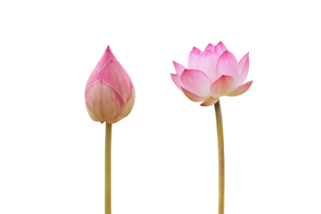 Pink lotus flower isolated on white background , clipping path for design usage purpose