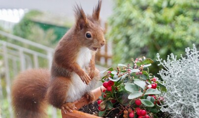 Eichhörnchen