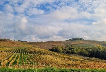 Fototapeta na wymiar vineyard in Langhe