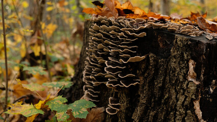 Mushrooms on a large stump in fall forest. Beautiful autumn card for a poster or postcard. The stump is covered mushrooms and autumn leaves. Parasitic mushrooms on trees. 