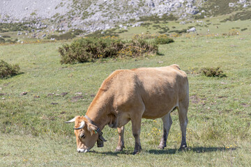 Asturian Mountain cattle (cow) in Picos de Europa National Park, Asturias, Spain