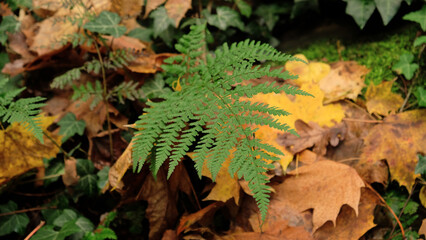 Green fern leaves, natural floral fern in fall forest. Natural thickets, floral abstract background. Perfect natural fern pattern. Beautiful background made with young green fern leaves. 