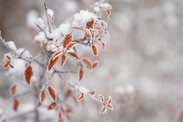 Nahaufnahme einer schneebedeckten Pflanze