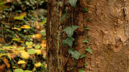 Tree bark pattern, brown natural background. Wooden textured background of tree trunk. Green ivy leaves on tree trunk in fall forest. Textured background of leaves. Selective focus.