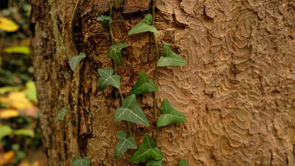 Tree bark pattern, brown natural background. Wooden textured background of tree trunk. Green ivy leaves on tree trunk in fall forest. Textured background of leaves. Selective focus.