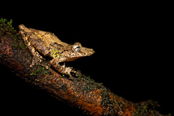 Scinax boulengeri (commonly known as Boulenger's snouted tree frog) is a species of frog in the family Hylidae. It is found in Colombia, Costa Rica, Nicaragua, Panama, and possibly Honduras.