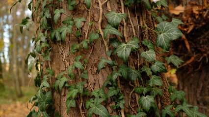 Tree bark pattern, brown natural background. Wooden textured background of tree trunk. Green ivy leaves on tree trunk in fall forest. Textured background of leaves. Selective focus.