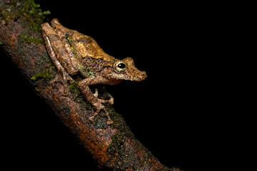 Scinax boulengeri (commonly known as Boulenger's snouted tree frog) is a species of frog in the family Hylidae. It is found in Colombia, Costa Rica, Nicaragua, Panama, and possibly Honduras.