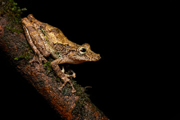 Scinax boulengeri (commonly known as Boulenger's snouted tree frog) is a species of frog in the family Hylidae. It is found in Colombia, Costa Rica, Nicaragua, Panama, and possibly Honduras.