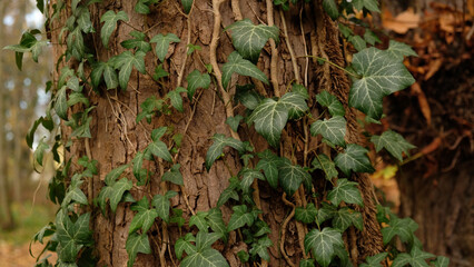 Tree bark pattern, brown natural background. Wooden textured background of tree trunk. Green ivy leaves on tree trunk in fall forest. Textured background of leaves. Selective focus.