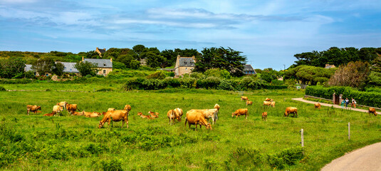  Ile de Bréhat. Troupeau de vaches sur l'ile . Côtes-d'Armor. France