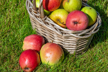 Fresh apples in the basket on a meadow