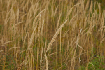 spikelet of field grass in autumn at sunset
