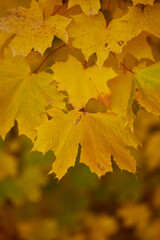 autumn leaves of yellow color on a tree in the park