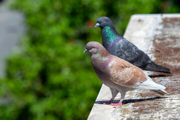 two pigeons (Columba livia)  on  the roof of a building in Athens, Greece . sunny day