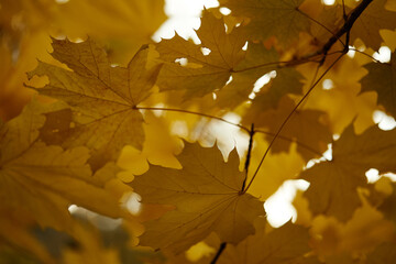 autumn leaves of yellow color on a tree in the park