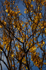 leaves of yellow color on a blue background on an autumn day