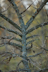 a fragment of a dry tree shot close-up with soft bokeh