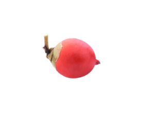 areca or betel palm fruit isolate on transparene png